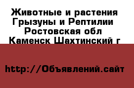 Животные и растения Грызуны и Рептилии. Ростовская обл.,Каменск-Шахтинский г.